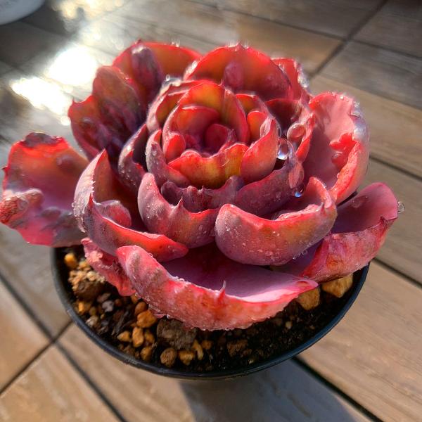 農園直売 多肉植物 観葉植物 エケベリア属 ビヨンセ虹錦 レイン 農園直売 多肉植物 観葉植物 エケベリア属 ビヨンセ虹錦 レイン
