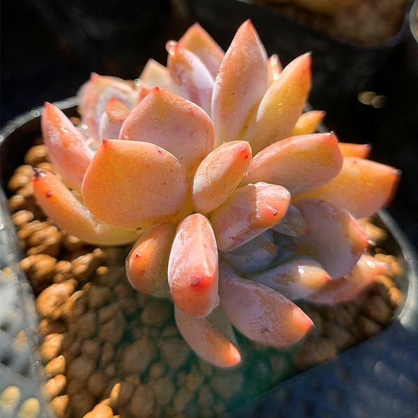 ◆写真は6.5cm のポットを使用しております。◆発根管理中の子もいますので、気になる方は、入札をお控えください。◆発送は抜き苗での発送です。(鉢と土はつきません。) 多肉植物は土の無い状態でも2-4週間生きていけますので、到着後、すぐ植え...