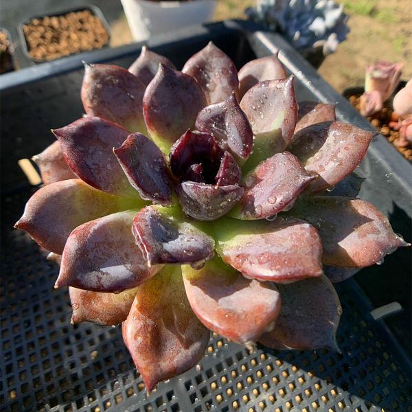 農園直売 多肉植物 寄せ植え エケベリア属 ブラックマンバ（特大）抜き