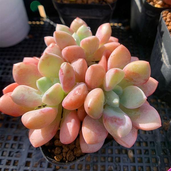 多肉の寄せ植え★flower bike フラワーバイク 赤色★ taniku-verve_10869