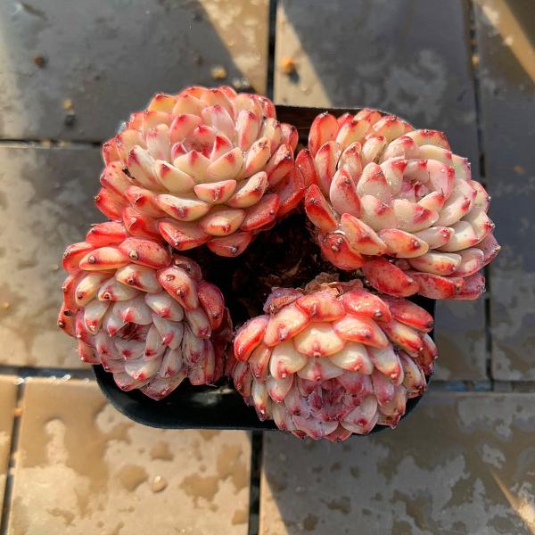 ◆写真は6.5cm のポットを使用しております。◆発根管理中の子もいますので、気になる方は、入札をお控えください。 ◆発送は抜き苗での発送です。(鉢と土はつきません。) 多肉植物は土の無い状態でも2-4週間生きていけますので、到着後、すぐ植...