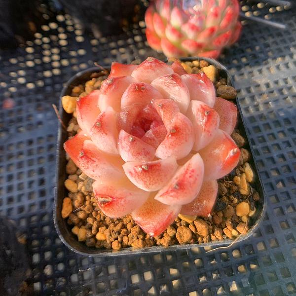 農園直売 多肉植物 寄せ植え エケベリア属 ストロベリームース（単