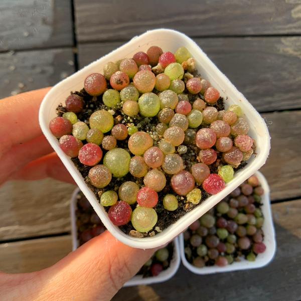 農園直売 多肉植物 コノフィツム属 ブルゲリ 40-50頭セット 超お 農園直売 多肉植物 コノフィツム属 ブルゲリ 40-50頭セット 超お
