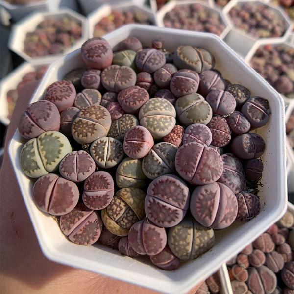 農園直売 多肉植物 寄せ植え リトープス 紫系（45-60頭セット