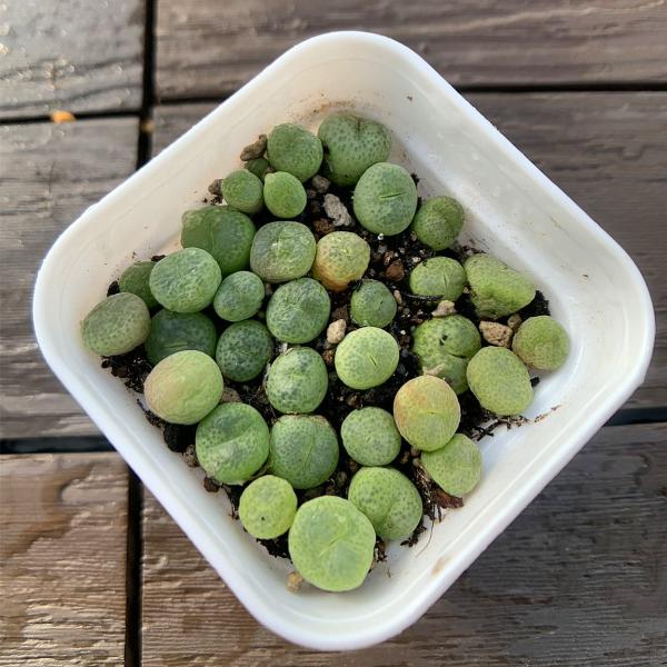 写真は5cm のポットを使用しております。20-25頭鉢ごと発送、根ありメセン系の商品の場合、他の品種が多少混ざることがございます。また、商品タイトルの頭数は目安になります。個体が大きい場合、商品タイトルの個数より若干少ない頭数になることが...