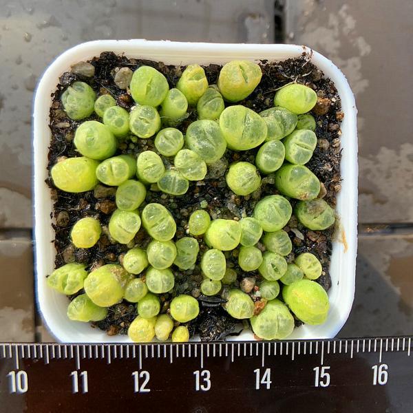 写真は5cm のポットを使用しております。25-30頭セット　鉢ごと発送、根あり◆脱皮前の時期は外葉に傷が見られる場合がございますが、これは自然な現象です。脱皮をすると綺麗になりますので、脱皮が終わるまでそのまま見守ってあげてください。◆発...