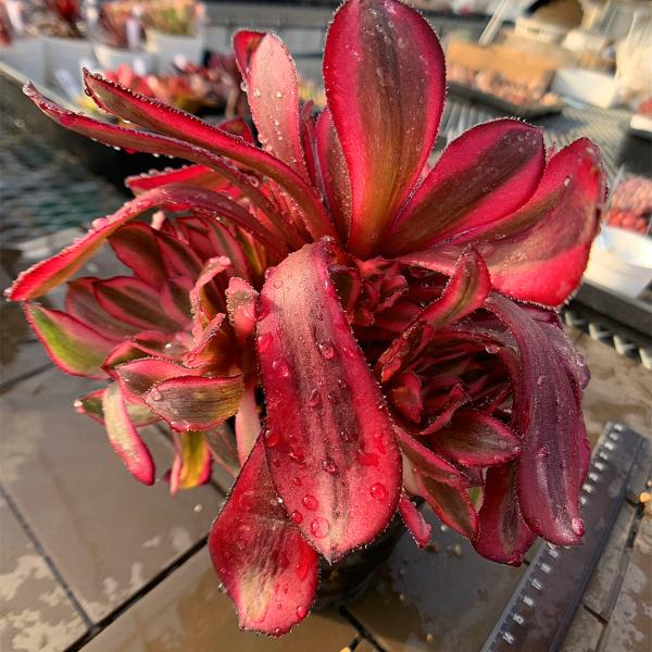 ◆写真は9cm のポットを使用しております。◆発根管理中の子もいますので、気になる方は、入札をお控えください。 ◆発送は抜き苗での発送です。(鉢と土はつきません。) 多肉植物は土の無い状態でも2-4週間生きていけますので、到着後、すぐ植え付...