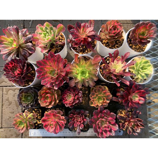 農園直売 多肉植物 寄せ植え アエオニウム属 季節4点 おまかせ