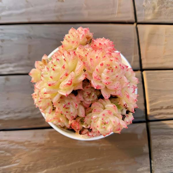 ◆写真は9cm のポットを使用しております。◆発根管理中の子もいますので、気になる方は、入札をお控えください。◆発送は抜き苗での発送です。(鉢と土はつきません。) 多肉植物は土の無い状態でも2-4週間生きていけますので、到着後、すぐ植え付け...