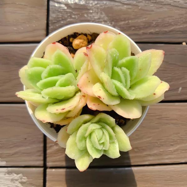 ②多肉植物【アイスラブリーローズ】カット苗 エケベリア アエオニウム