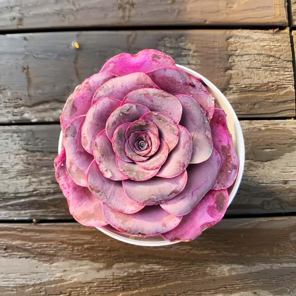 ◆写真は9cm のポットを使用しております。◆発根管理中の子もいますので、気になる方は、入札をお控えください。 ◆発送は抜き苗での発送です。(鉢と土はつきません。) 多肉植物は土の無い状態でも2-4週間生きていけますので、到着後、すぐ植え付...