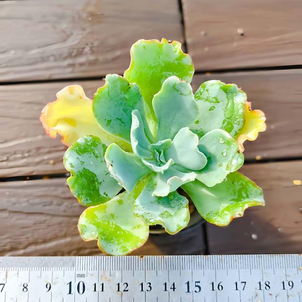 ◆写真は9cm のポットを使用しております。◆発送は抜き苗での発送です。(鉢と土はつきません。) 多肉植物は土の無い状態でも2-4週間生きていけますので、到着後、すぐ植え付けすれば、全く問題ないと思います。◆乾燥させてから発送になりますので...