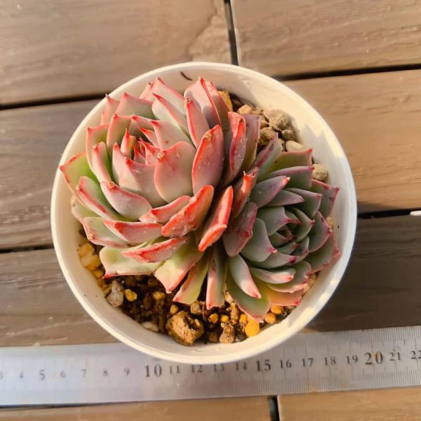 多肉植物 エケベリア リンゼアナ 農園直売 多肉植物 寄せ植え エケベリア属 Echeveria リンゼアナ（2頭