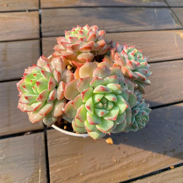 多肉植物　エケベリア　パンダ　⑳ 農園直売 多肉植物 寄せ植え エケベリア属 Echeveria パンダフェス（群