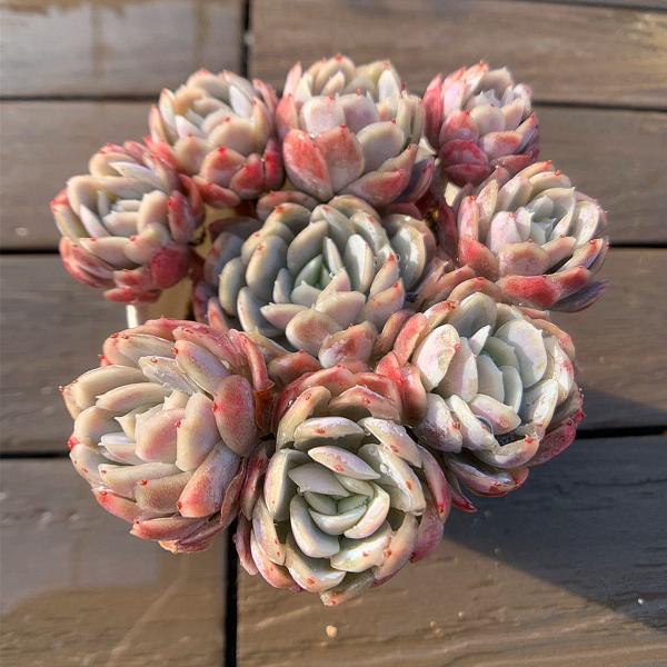 多肉植物 ラズベリーアイス 8個 多肉植物 ラズベリーアイス 8個 8個 ラズベリーアイス 多肉植物