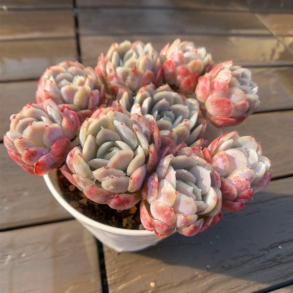 農園直売 エケベリア属 ラズベリーアイス錦（群）多肉植物 観葉植物