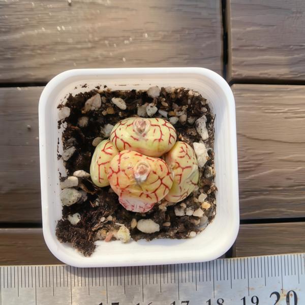 写真は5cm のポットを使用しております。鉢ごと発送、根あり脱皮前の時期は外葉に傷が見られる場合がございますが、これは自然な現象です。脱皮をすると綺麗になりますので、脱皮が終わるまでそのまま見守ってあげてください。発送トラブル防止ため、水分...