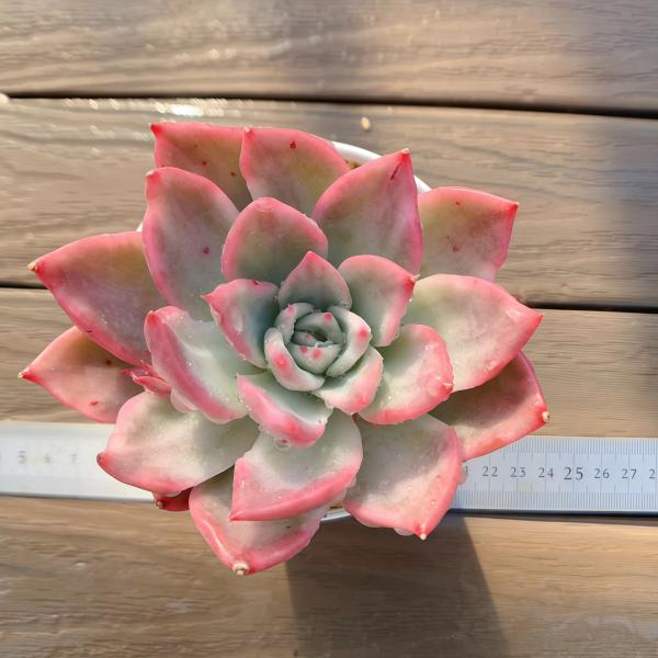 多肉植物❤️フロリディティール ❤️1頭12cm!拔き苗！三年生！セダム  おまけ 多肉植物❤️フロリディティール ❤️1頭12cm!拔き苗！三年生！セダム