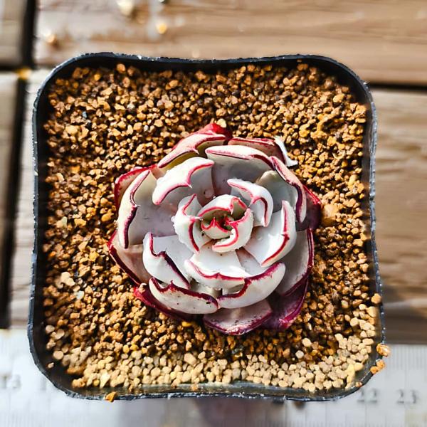 農園直売 多肉植物 寄せ植え エケベリア属 ストリクチフローラ ノヴァ