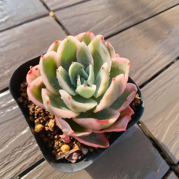 農園直売 多肉植物 寄せ植え エケベリア属 ピンクベラ錦（単） 観葉