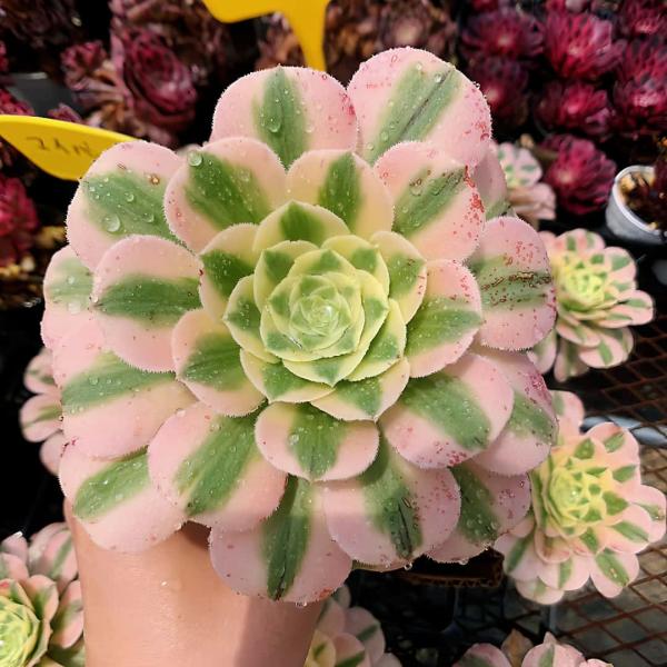 銀*丞様 B1508-4 ×16苗アエオニウム系 フェンカ 抜き苗 多肉植物 エ 銀*丞様 B1508-4 ×16苗アエオニウム系 フェンカ 抜き苗 多肉植物