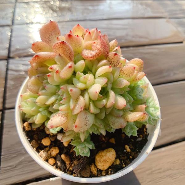 農園直売 多肉植物 寄せ植え エケベリア属 マルガン（群） 観葉植物