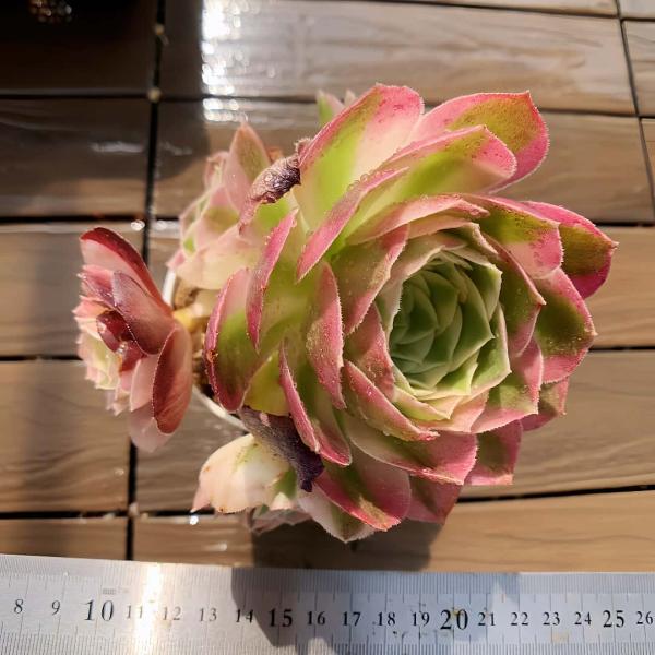 農園直売 多肉植物 寄せ植え アエオニウム属 玉姿（群） 観葉植物