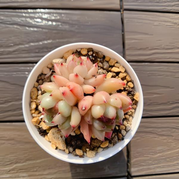 農園直売 多肉植物 寄せ植え エケベリア属 スターライトジェニー（群