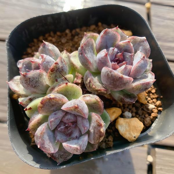 農園直売 多肉植物 寄せ植え エケベリア属 紫玉（群） 観葉植物