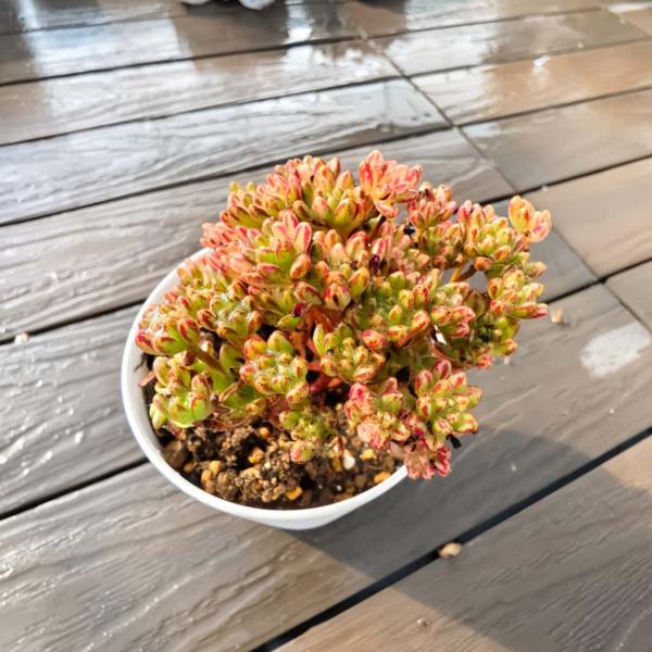 ◆写真は9cm のポットを使用しております。◆発根管理中の子もいますので、気になる方は、入札をお控えください。 ◆発送は抜き苗での発送です。(鉢と土はつきません。) 多肉植物は土の無い状態でも2-4週間生きていけますので、到着後、すぐ植え付...