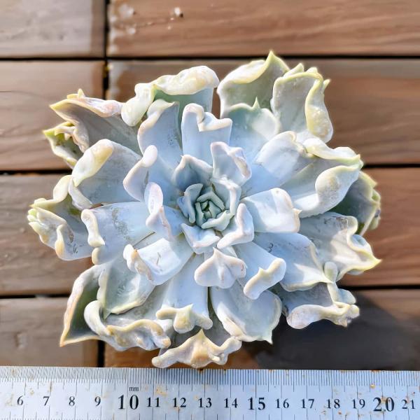 ◆写真は9cm のポットを使用しております。◆発根管理中の子もいますので、気になる方は、入札をお控えください。◆発送は抜き苗での発送です。(鉢と土はつきません。) 多肉植物は土の無い状態でも2-4週間生きていけますので、到着後、すぐ植え付け...