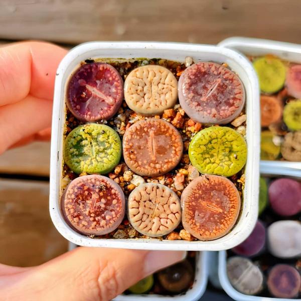 写真は5cm のポットを使用しております。9頭セット　鉢ごと発送、根あり脱皮前の時期は外葉に傷が見られる場合がございますが、これは自然な現象です。脱皮をすると綺麗になりますので、脱皮が終わるまでそのまま見守ってあげてください。発送トラブル防...