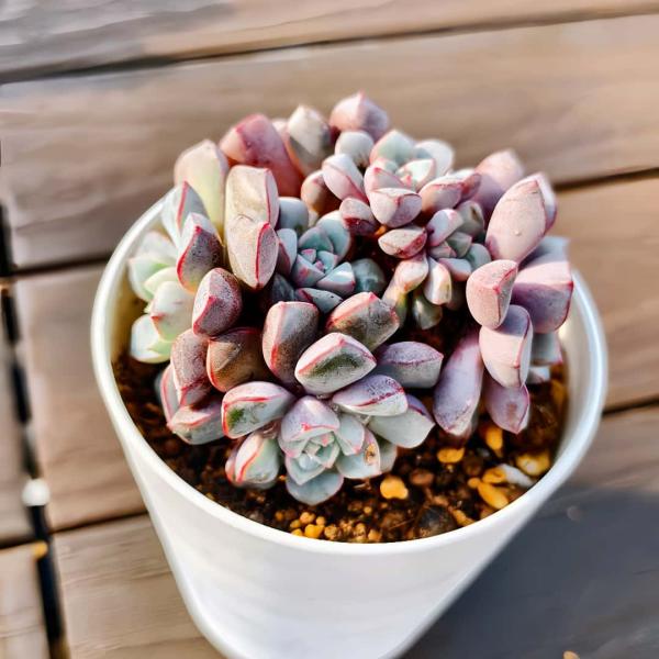 ◆写真は9cm のポットを使用しております。◆発根管理中の子もいますので、気になる方は、入札をお控えください◆発送は抜き苗での発送です。(鉢と土はつきません。) 多肉植物は土の無い状態でも2-4週間生きていけますので、到着後、すぐ植え付けす...