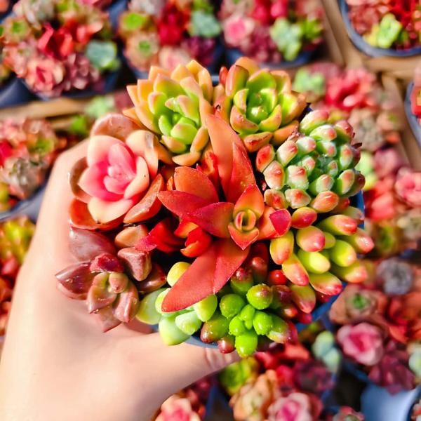 ◆セット内容：8-９点エケベリア（ミニサイズ）寄せ植えセット◆9cm のポットを使用しております。◆品種名付きません。◆鉢ごと発送、根あり◆無くなり次第終了させていただきます◆多肉植物を始めたい方から、寄せ植え用に沢山多肉が欲しい方、是非ど...