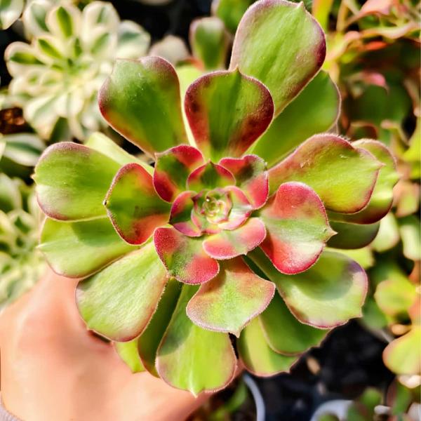 ◆写真は9cm のポットを使用しております。◆発根管理中の子もいますので、気になる方は、入札をお控えください。 ◆発送は抜き苗での発送です。(鉢と土はつきません。) 多肉植物は土の無い状態でも2-4週間生きていけますので、到着後、すぐ植え付...