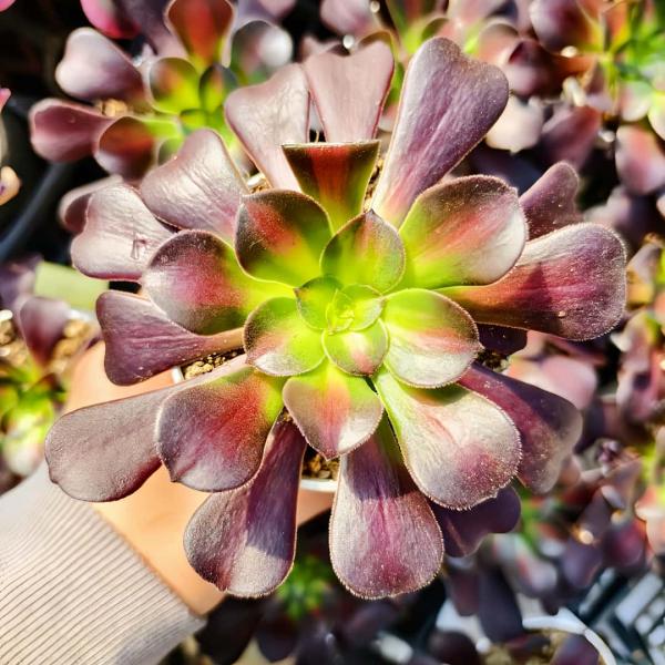 ◆写真は9cm のポットを使用しております。◆発根管理中の子もいますので、気になる方は、入札をお控えください。 ◆発送は抜き苗での発送です。(鉢と土はつきません。) 多肉植物は土の無い状態でも2-4週間生きていけますので、到着後、すぐ植え付...