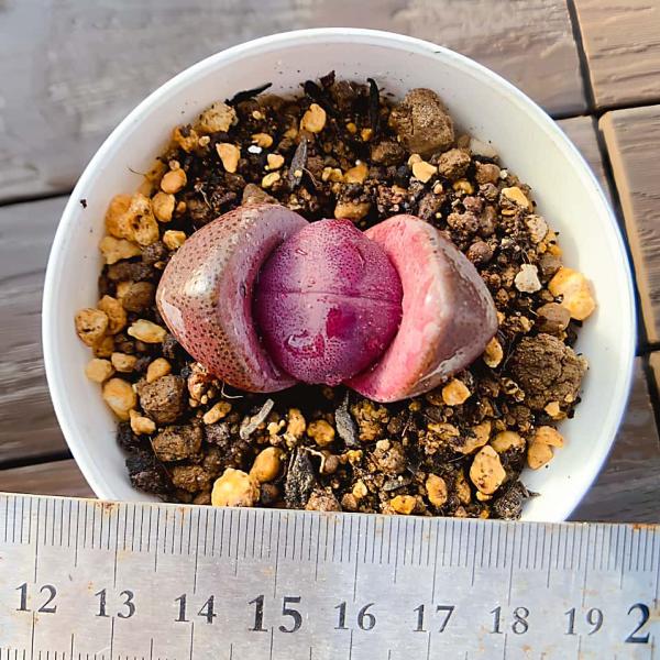 写真は9cm のポットを使用しております。単頭価格根ありサイズ　約4センチ脱皮前の時期は外葉に傷が見られる場合がございますが、これは自然な現象です。脱皮をすると綺麗になりますので、脱皮が終わるまでそのまま見守ってあげてください。発送トラブル...