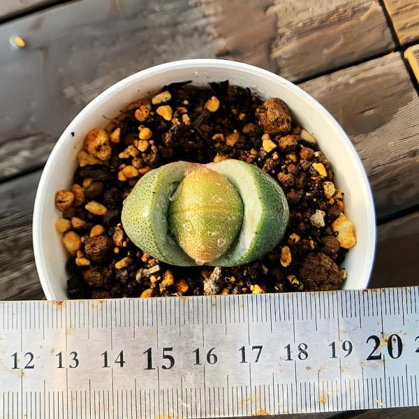 写真は9cm のポットを使用しております。単頭価格根ありサイズ　約4センチプラグ苗脱皮前の時期は外葉に傷が見られる場合がございますが、これは自然な現象です。脱皮をすると綺麗になりますので、脱皮が終わるまでそのまま見守ってあげてください。発送...