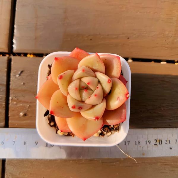 ◆写真は5cm のポットを使用しております。実生苗◆【多肉バイキング】カテゴリー中の商品を4つ同時にご注文頂きますと、更にもう１苗プレゼントさせて頂きます。　　8個同時にご注文頂きますと2苗プレゼント◆（プレゼント苗の品種は【多肉バイキング...