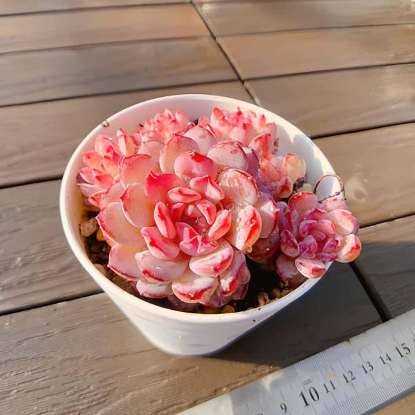 ◆写真は9cm のポットを使用しております。◆発根管理中の子もいますので、気になる方は、入札をお控えください。◆発送は抜き苗での発送です。(鉢と土はつきません。) 多肉植物は土の無い状態でも2-4週間生きていけますので、到着後、すぐ植え付け...