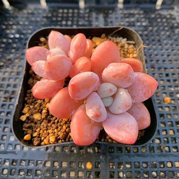 農園直売 多肉植物 寄せ植え 洛神（2頭）観葉植物 インテリア 多肉専門