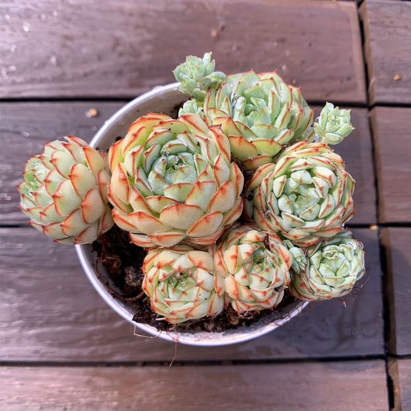 ◆写真は9cm のポットを使用しております。◆発根管理中の子もいますので、気になる方は、入札をお控えください。◆発送は抜き苗での発送です。(鉢と土はつきません。) 多肉植物は土の無い状態でも2-4週間生きていけますので、到着後、すぐ植え付け...