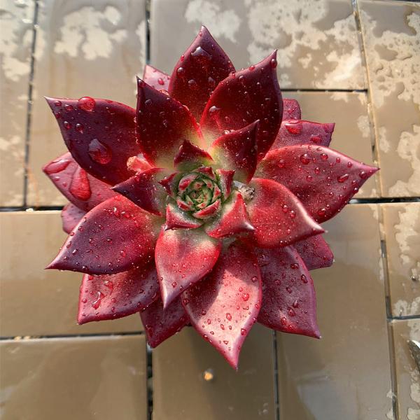 ◆写真は9cm のポットを使用しております。　（真っ赤）◆発根管理中の子もいますので、気になる方は、入札をお控えください。 ◆発送は抜き苗での発送です。(鉢と土はつきません。) 多肉植物は土の無い状態でも2-4週間生きていけますので、到着後...