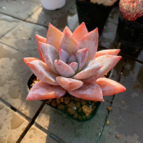 農園直売 多肉植物 寄せ植え エケベリア属 メキシカン