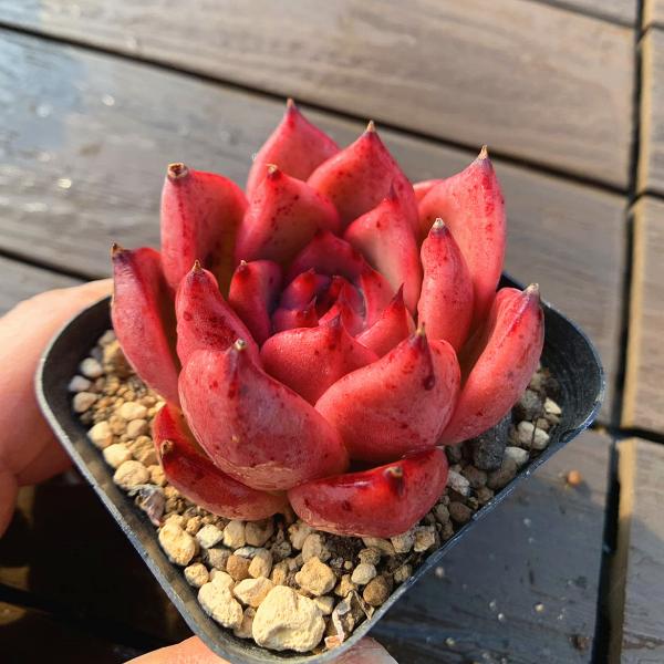 ◆写真は6.5cm のポットを使用しております。◆発根管理中の子もいますので、気になる方は、入札をお控えください。◆発送は抜き苗での発送です。(鉢と土はつきません。) 多肉植物は土の無い状態でも2-4週間生きていけますので、到着後、すぐ植え...