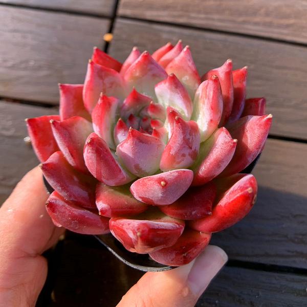 農園直売 多肉植物 寄せ植え エケベリア属 コロラータ ブランドティ