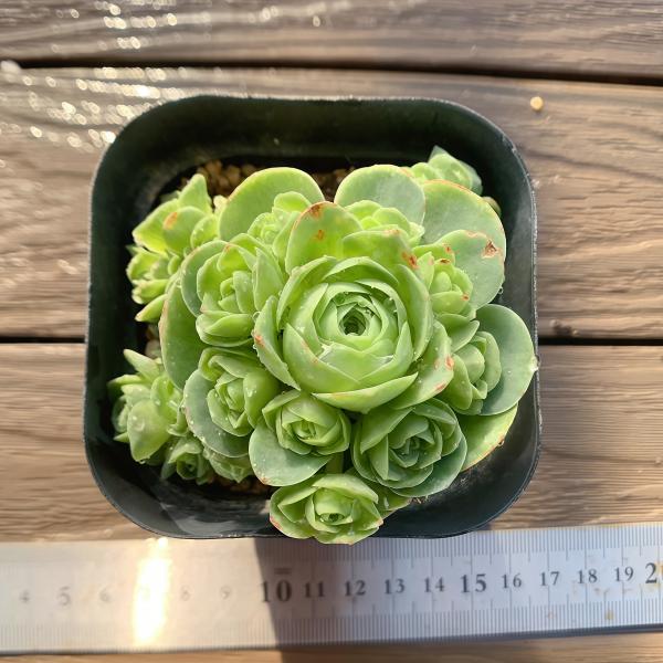 ◆写真は6.5cm のポットを使用しております。（子沢山）◆発根管理中の子もいますので、気になる方は、入札をお控えください。◆発送は抜き苗での発送です。(鉢と土はつきません。) 多肉植物は土の無い状態でも2-4週間生きていけますので、到着後...