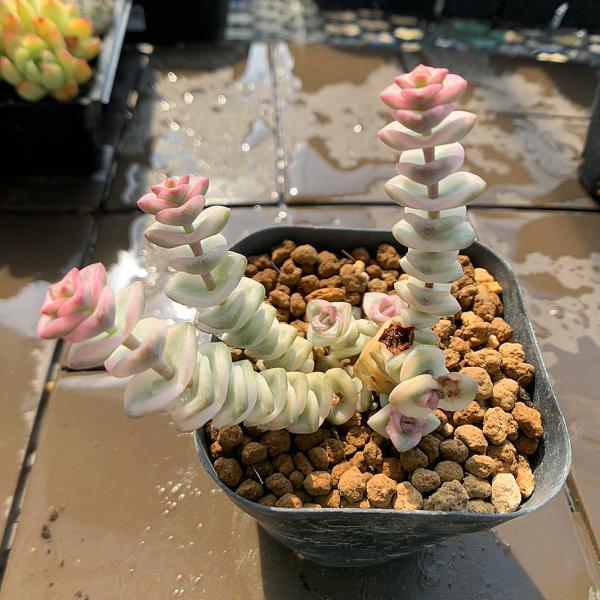 ◆写真は6.5cm のポットを使用しております。◆発根管理中の子もいますので、気になる方は、入札をお控えください。◆発送は抜き苗での発送です。(鉢と土はつきません。) 多肉植物は土の無い状態でも2-4週間生きていけますので、到着後、すぐ植え...