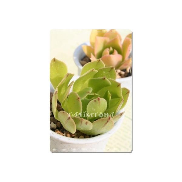 観葉植物 アエオニウム 多肉植物の人気商品・通販・価格比較 観葉植物 アエオニウム 多肉植物の人気商品・通販・価格比較