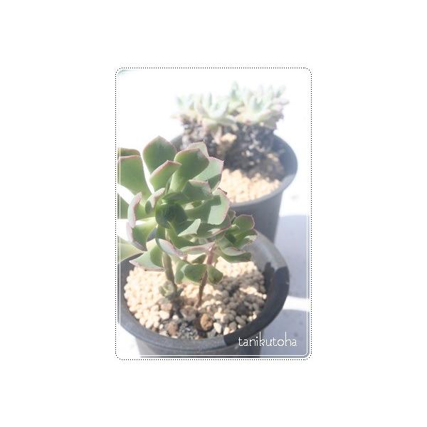 JXepCoG AGIjE 5.5cm|bg ٌc A K[fjO A hCK[f N x_K[f